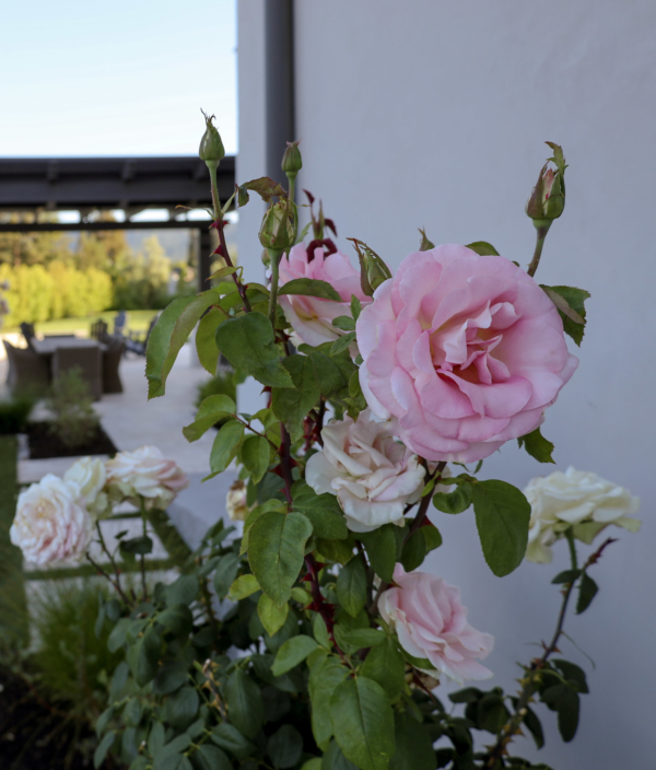 Potted Rose Tree Standard 'Summer Night' available from Houzz.com