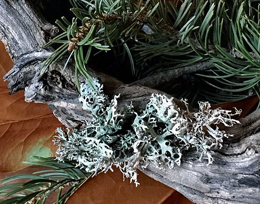 Grey-green forest lichen used in a holiday display