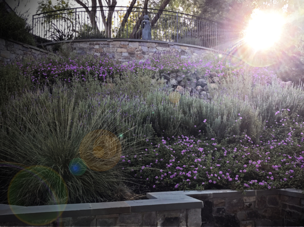 Sunset over a Mediterranean garden terrace with lavender, lantana and silver grasses