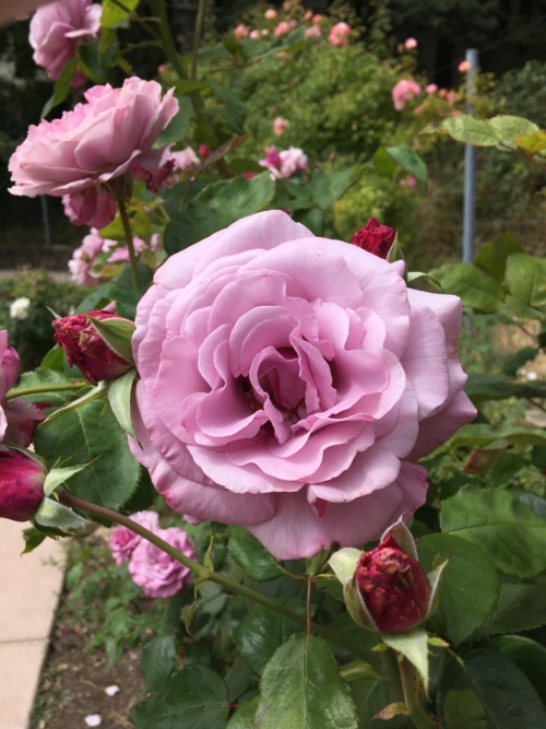 Pink blush rose opening in a garden