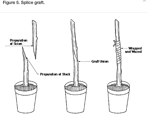 Drawing of grafting scion wood to root stock from NCSU