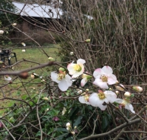 Quince flowers in a Spring garden