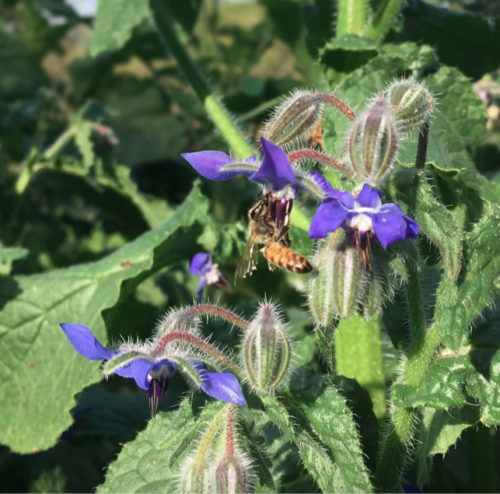 bee pollinating a borage flower